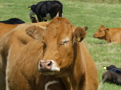 moo